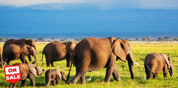 Wild Wonders of East Africa Tours and flights holiday experience