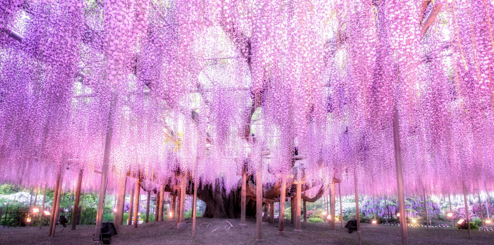 Private Japan with Wisteria Festival