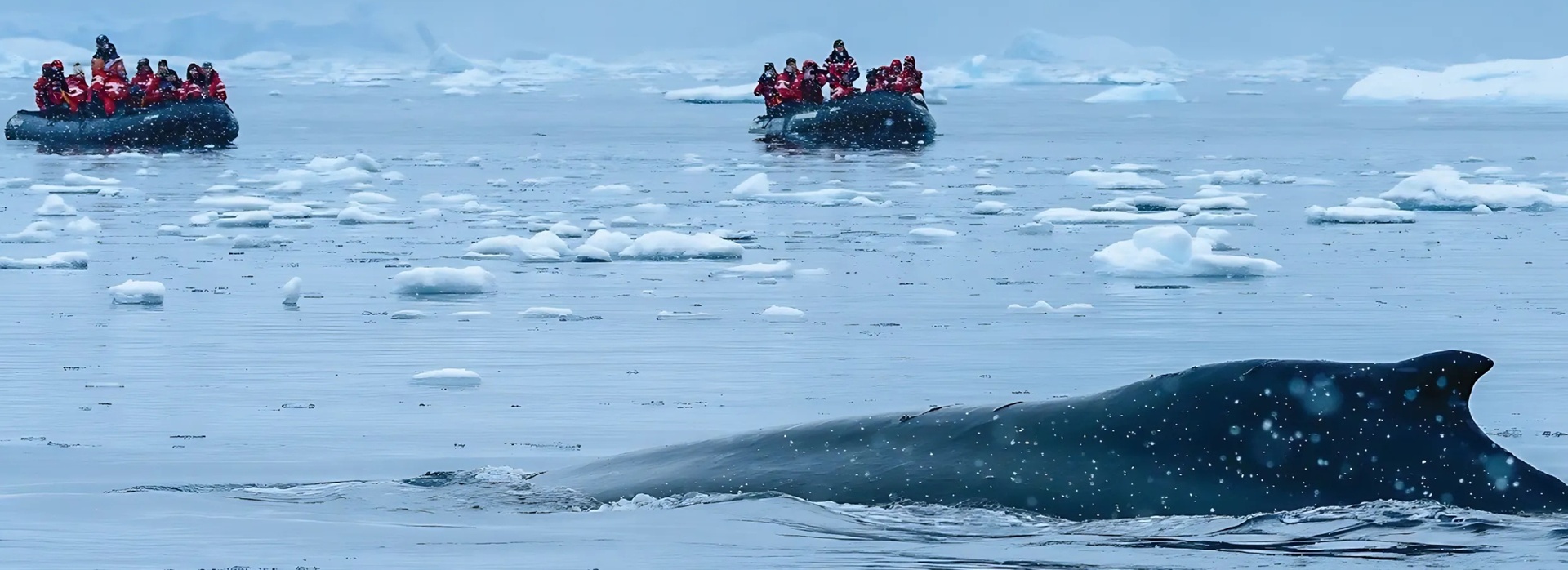 Best of Antarctica Hero