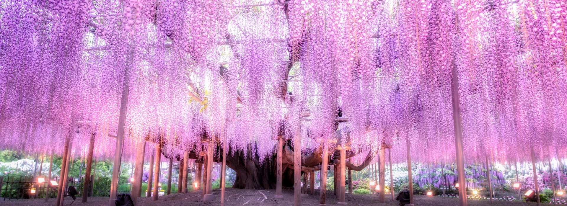 Japan Wisteria Hero